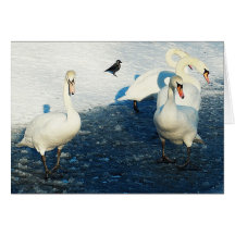 La recherche impossible - cygnes sur le lac winter carte