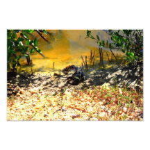 La République Dominicaine de beaux crabes Art Photographique