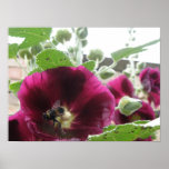 La rose trémière et la copie d'abeille affiche