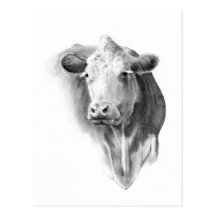 LA TÊTE DE LA VACHE AU CRAYON CARTES POSTALES