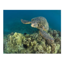 La tortue de mer verte, (des mydas de Chelonia), e Carte Postale