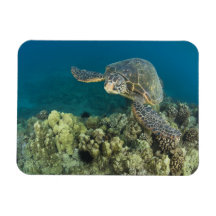 La tortue de mer verte, (des mydas de Chelonia), e Magnet En Vinyle