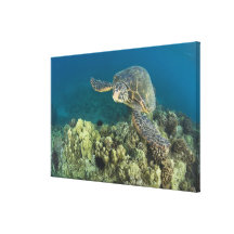 La tortue de mer verte, (des mydas de Chelonia), e Impressions Sur Toile