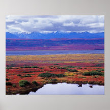 La toundra du parc national de Denali vers la fin  Posters