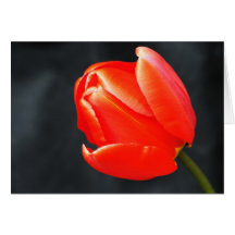 La tulipe carte