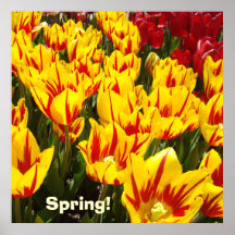 La tulipe rouge de jaune d'affiche de ressort fleu