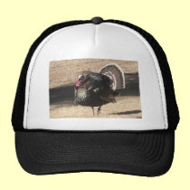 La Turquie casquettes
