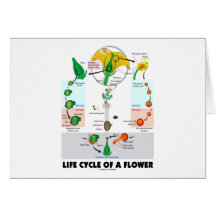 La vie Cyle d'une fleur (angiosperme) Cartes De Vœux