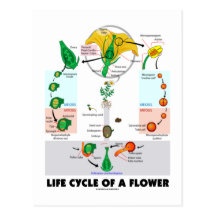 La vie Cyle d'une fleur (angiosperme) Carte Postale