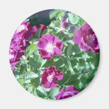 La violette s'est levée magnets