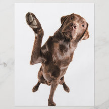 Labrador avec une grande haute cinq prospectus customisé