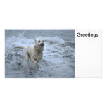 Labrador fonctionnant hors de la mer carte avec photo