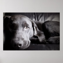 Labrador mignon sur le sofa affiche