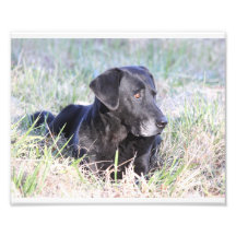 Labrador retriever noir photos d’art