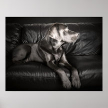 Labrador sur le sofa posters