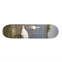 Lac swans planche à roulette