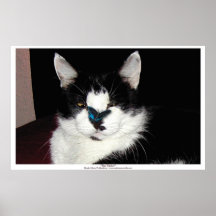 L'affiche de chat et de papillon d'amusement de ~ 