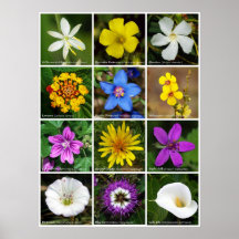 L'affiche de la fleur assortie