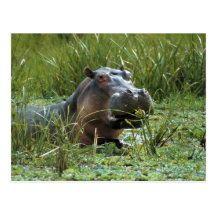 L'Afrique, Kenya, masai Mara NR. Un hippopotame de Carte Postale