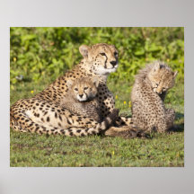 L'Afrique. La Tanzanie. Mère et petits animaux 2 d Poster