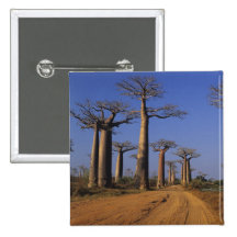 L'Afrique, Madagascar, Morondava, avenue de baobab Badge Avec Épingle