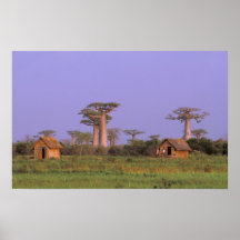 L'Afrique, Madagascar, Morondava. Baobabs Poster