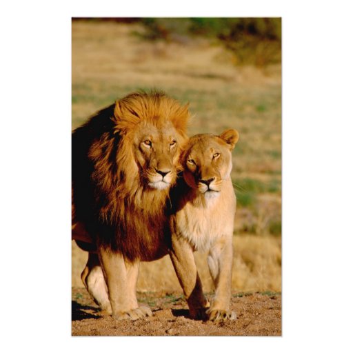L'Afrique, Namibie, Okonjima. Lion et lionne Photos Sur Toile