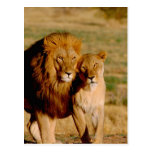 L'Afrique, Namibie, Okonjima. Lion et lionne Carte Postale