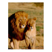 L'Afrique, Namibie, Okonjima. Lion et lionne Carte Postale