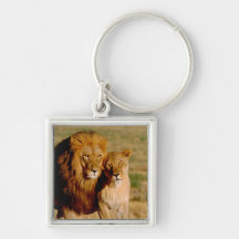 L'Afrique, Namibie, Okonjima. Lion et lionne Porte-clés