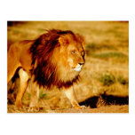 L'Afrique, Namibie, Okonjima. Lion masculin solita Cartes Postales