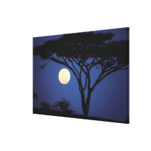 L'Afrique, Tanzanie, Tarangire. Arbre d'acacia ded Toile Tendue