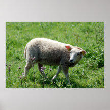 L'agneau Affiches