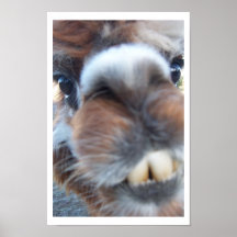 Lama ringard posters