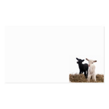 lamb carte de visite
