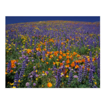 L'Amérique du Nord, Etats-Unis, la Californie, Los Cartes Postales