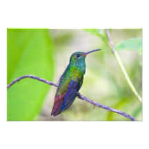L'Amérique du Sud, Costa Rica, Sarapiqui, selva de Art Photographique