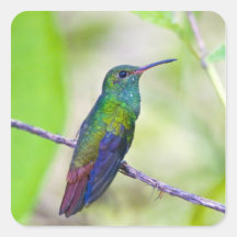 L'Amérique du Sud, Costa Rica, Sarapiqui, selva de Autocollants