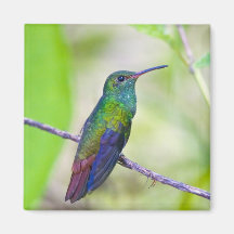 L'Amérique du Sud, Costa Rica, Sarapiqui, selva de Magnets Pour Réfrigérateur