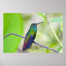 L'Amérique du Sud, Costa Rica, Sarapiqui, selva de Poster