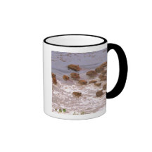 L'Amérique du Sud, Venezuela, région de Llano Tasses