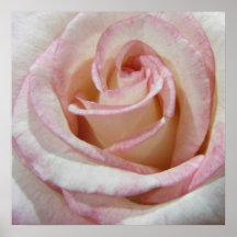 L'amour rougissent d'abord rose affiches