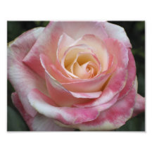 L'amoureux rose s'est levé photos sur toile