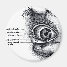 L'anatomie du gris - globe oculaire magnets pour réfrigérateur