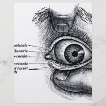 L'anatomie du gris - globe oculaire prospectus