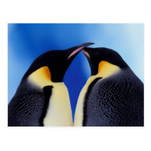L'Antarctique, pingouin d'empereur (Aptenodytes 2 Cartes Postales