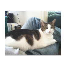 Lap Cat Stretched Canvas Print