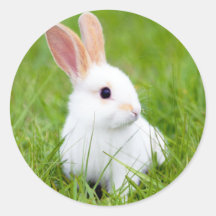 Lapin blanc adhésif rond