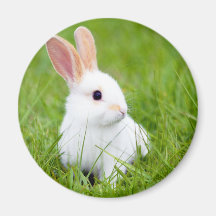 Lapin blanc magnets pour réfrigérateur