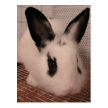 Lapin Carte Postale